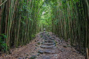 Pipiwai Trail through Bamboo Forest in Haleakala National Park