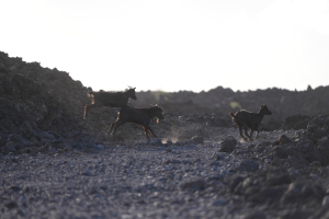 Maui lava fields with jumping goats
