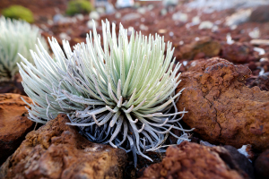 Endangered Silverwood plant in Haleakala Crater