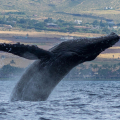 Maui Whale Season: The Best Time to See Humpbacks